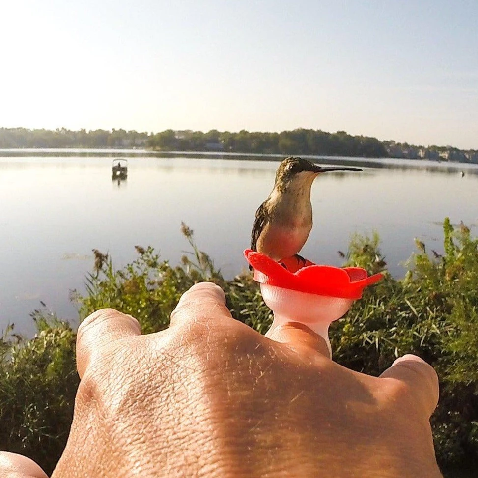 Patina Stores Hummingbird Feeder Ring Garden 2 Patina Stores Hummingbird Feeder Ring Garden