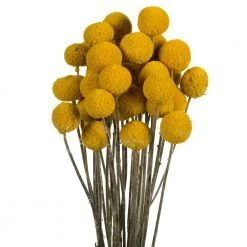 Patina Stores Bouquet Of Billy Buttons Decor