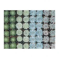 Patina Stores Succulent Garden Double-Sided 500pc Puzzle 7 Patina Stores Succulent Garden Double-Sided 500pc Puzzle